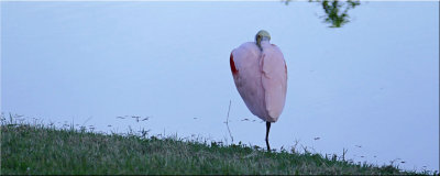 Pink Flamingo Catching A Nap