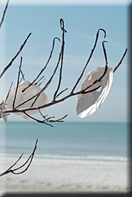Shells On Tree Branch