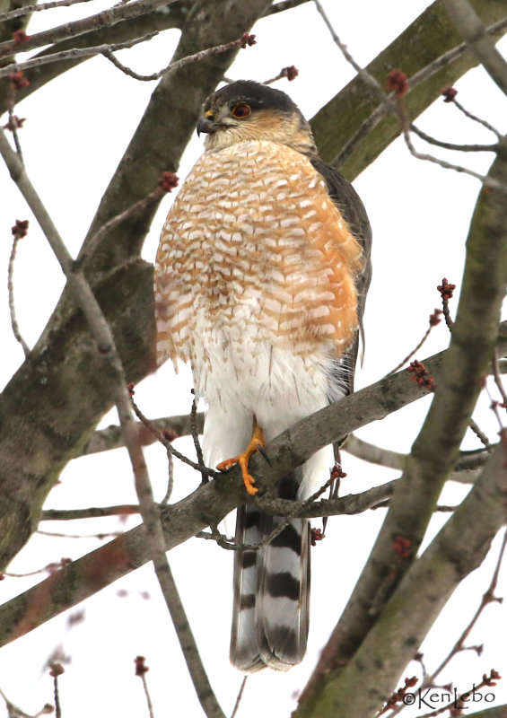 Sharp-shinned Hawk