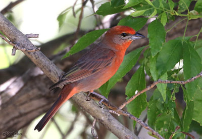 Hepatic Tanager