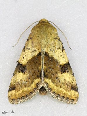 Darker Spotted Straw Moth Heliothis phloxiphaga #11072