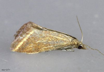 Yellow-veined Moth Microtheoris ophionalis #4796