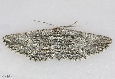 Oblique Looper Moth Iridopsis obliquaria #6577