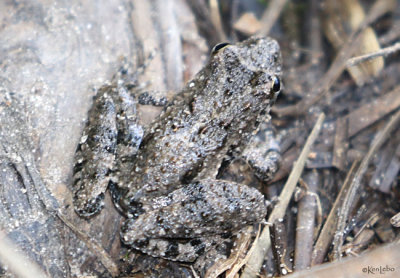Blanchard's Cricket Frog Acris blanchardi