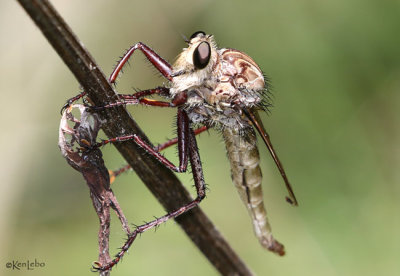 Robber Fly Proctacanthus