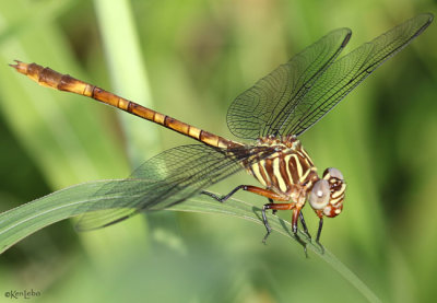 Broad-striped Forceptail Aphylla angustifolia female