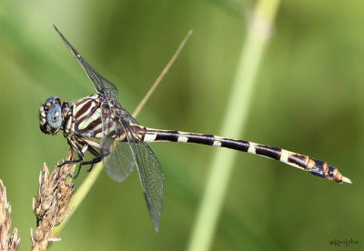 Five-striped Leaftail Phyllogomphoides albrighti female