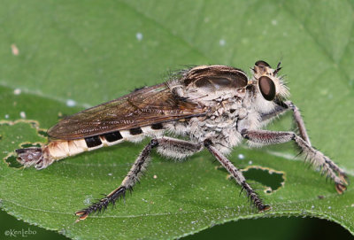 Robber Fly Triorla interrupta