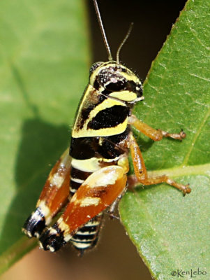 Spur-throated Grasshopper