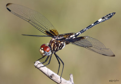 Checkered Setwing Dythemis fugax