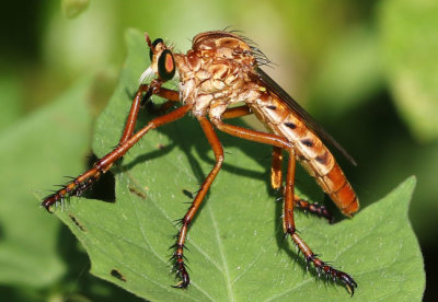 Robber Fly Diogmites sp.