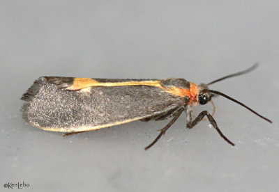 Lead-colored Lichen Moth Cisthene plumbea #8067