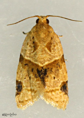 Garden Tortrix Moth Clepsis peritana #3688
