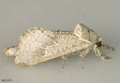Anna Carpenterworm Moth Givira anna #2668