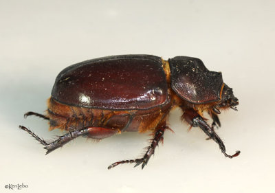  rhinoceros beetle strategus aloeus