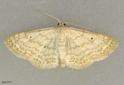 Soft-lined Wave Moth Scopula inductata #7169