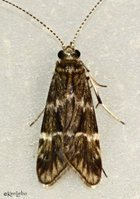 Caddisfly Cheumatopysche