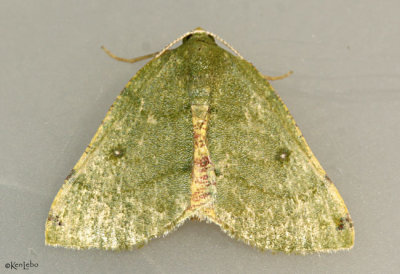 Bicolored Chloraspilates Moth Chloraspilates bicoloraria #6700
