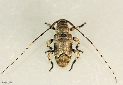 Longhorned beetle - Sternidius mimeticus