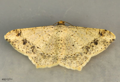 Dot-lined Angle Moth Psamatodes abydata #6332