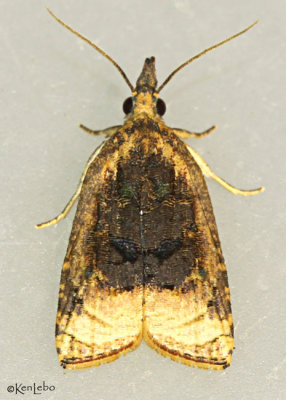Black-shaded Platynota Moth Platynota flavedana #3732