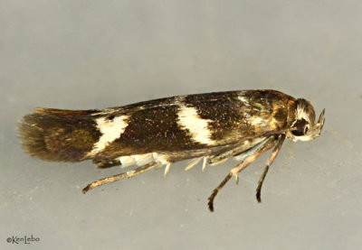 Banded Scythris Moth Scythris trivinctella #1678