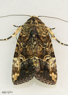 Exesa Midget Moth Elaphria exesa #9682