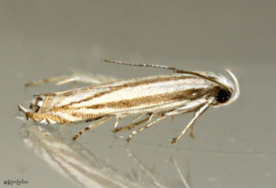 Polyhymno Moth Polyhymno luteostrigella #2211