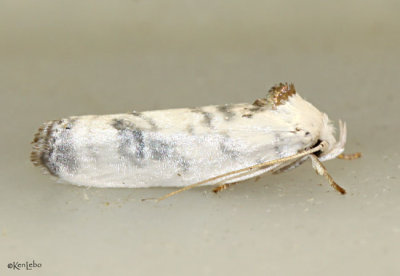 Pale Gray Bird-dropping Moth Antaeotricha leucillana #1014