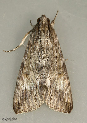 Royal Poinciana Moth Melipotis acontioides #8610