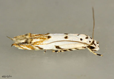 Red-streaked Mompha Moth Mompha eloisella #1443