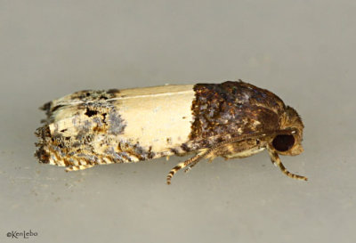 Goldenrod Gall Moth Epiblema scudderiana #3186