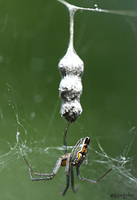 Basilica Spider  Mecynogea lemniscata
