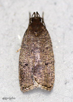 Oak Leaftier Moth Psilocorsis quercicella #0955