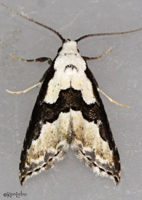 Thin-winged Owlet Moth Nigetia formosalis #8440