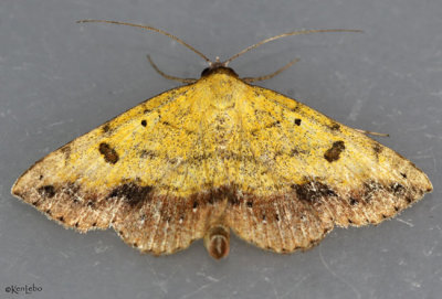 Variable Tropic Moth Hemeroplanis scopulepes #8467