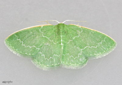 Southern Emerald Moth Synchlora frondaria #7059