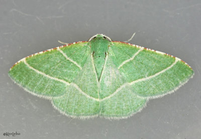 Phoenix Emerald Moth Dichordophora phoenix #7057