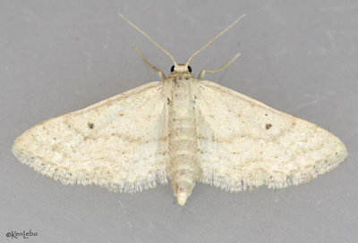 Drab Brown Wave Moth Lobocleta ossularia #7094
