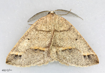 Spurred Wave Moth Drepanulatrix unicalcararia #6682
