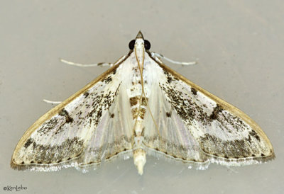 Gracile Palpita Moth Palpita atrisquamalis #5220