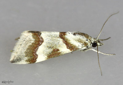 Rufous-banded Crambid Moth Mimoschinia rufofascialis #4826