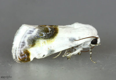 Chalky Bird-dropping Moth Acontia cretata #9161