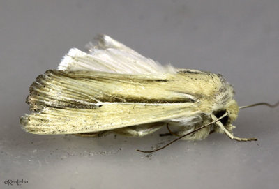 Many-lined Wainscot Moth Leucania multilinea #10446