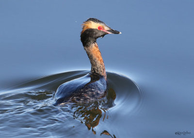 Horned Grebe