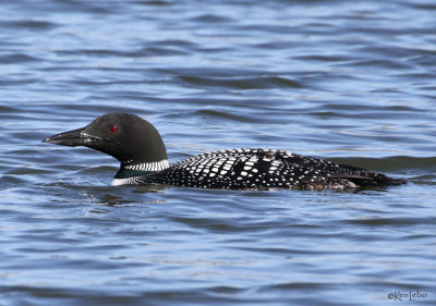 Common Loon