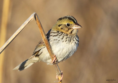 Henslow's Sparrow