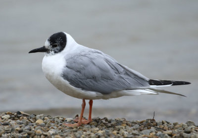 Bonaparte's Gull