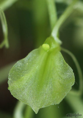 Lily-leafed Twayblade Liparis liliifolia
