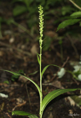 Northern Tubercled Orchis Platanthera flava